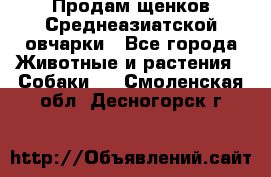 Продам щенков Среднеазиатской овчарки - Все города Животные и растения » Собаки   . Смоленская обл.,Десногорск г.